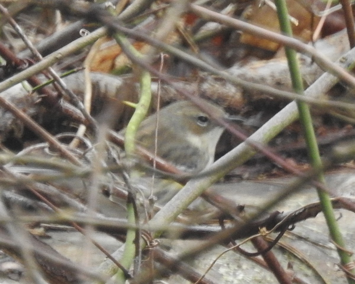 Yellow-rumped Warbler (Myrtle) - ML632306038