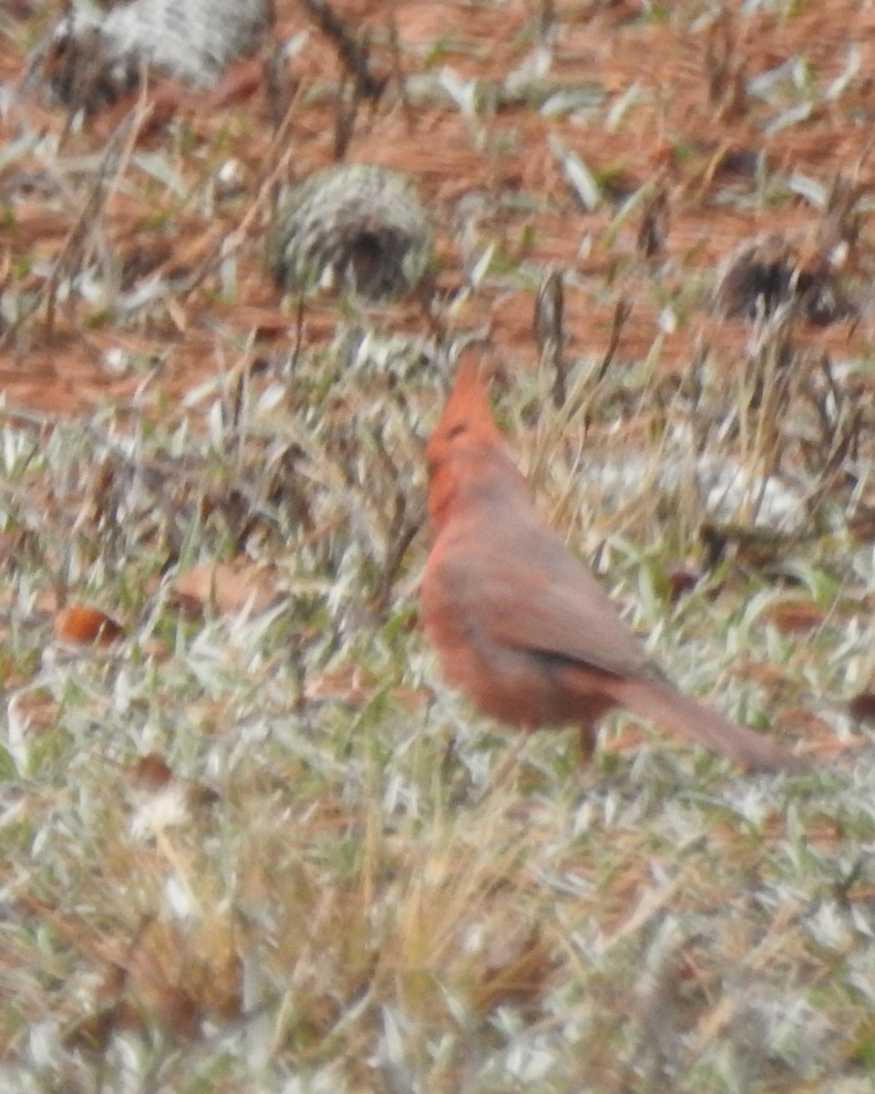 Northern Cardinal - ML632306046