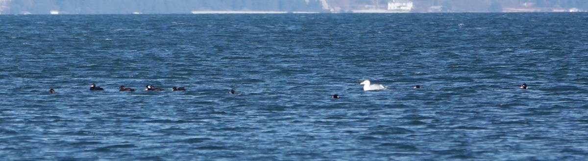 Surf Scoter - ML632306094