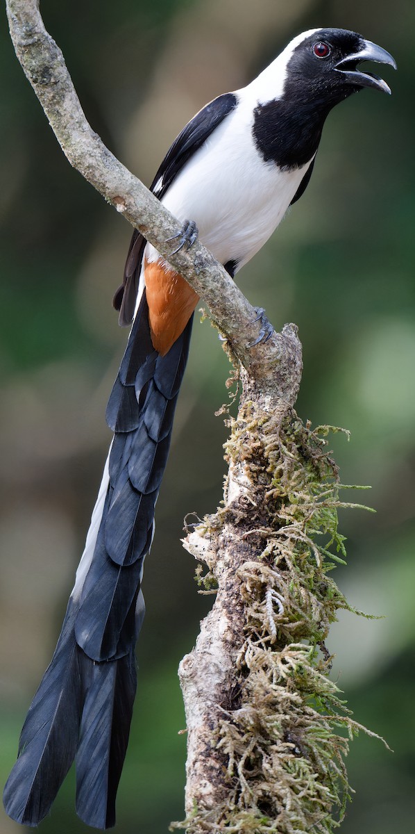 White-bellied Treepie - ML632306162