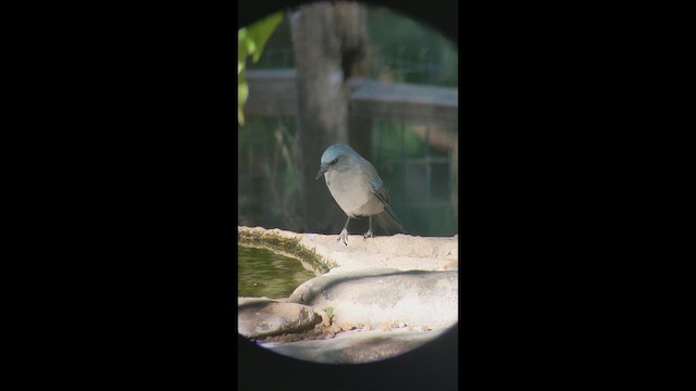 Mexican Jay - ML632306166