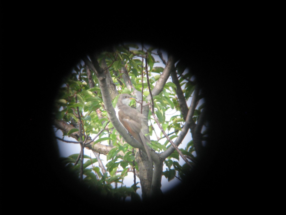 Yellow-billed Cuckoo - ML632306205
