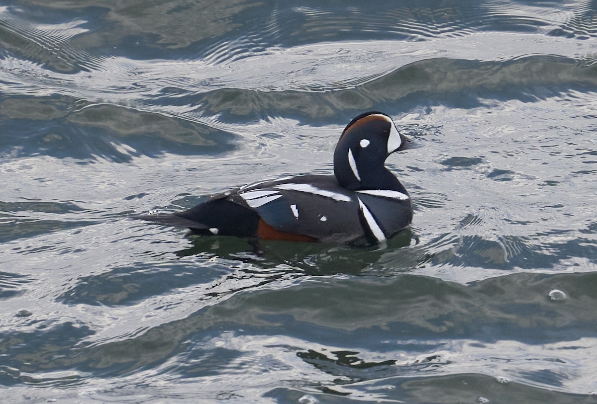Harlequin Duck - ML632306272