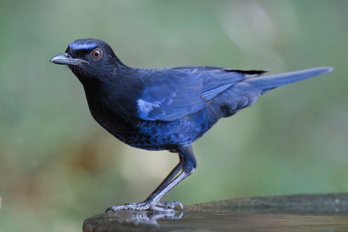 Malabar Whistling-Thrush - ML632306380