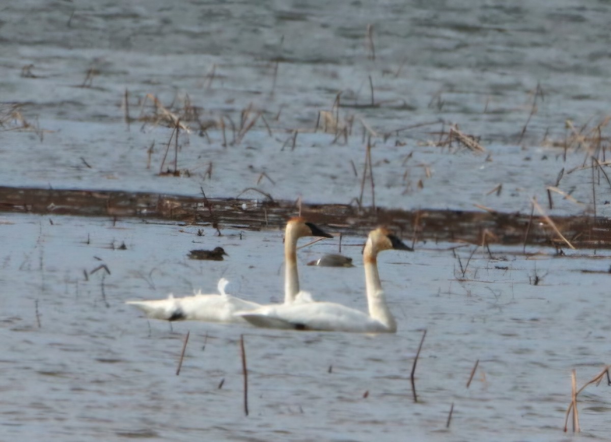 Trumpeter Swan - ML632306481