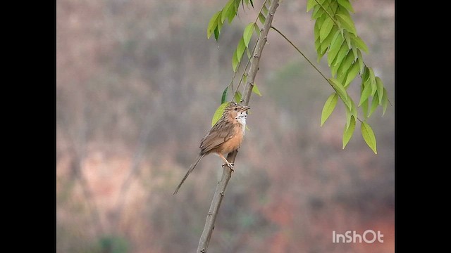 Common Babbler - ML632306515
