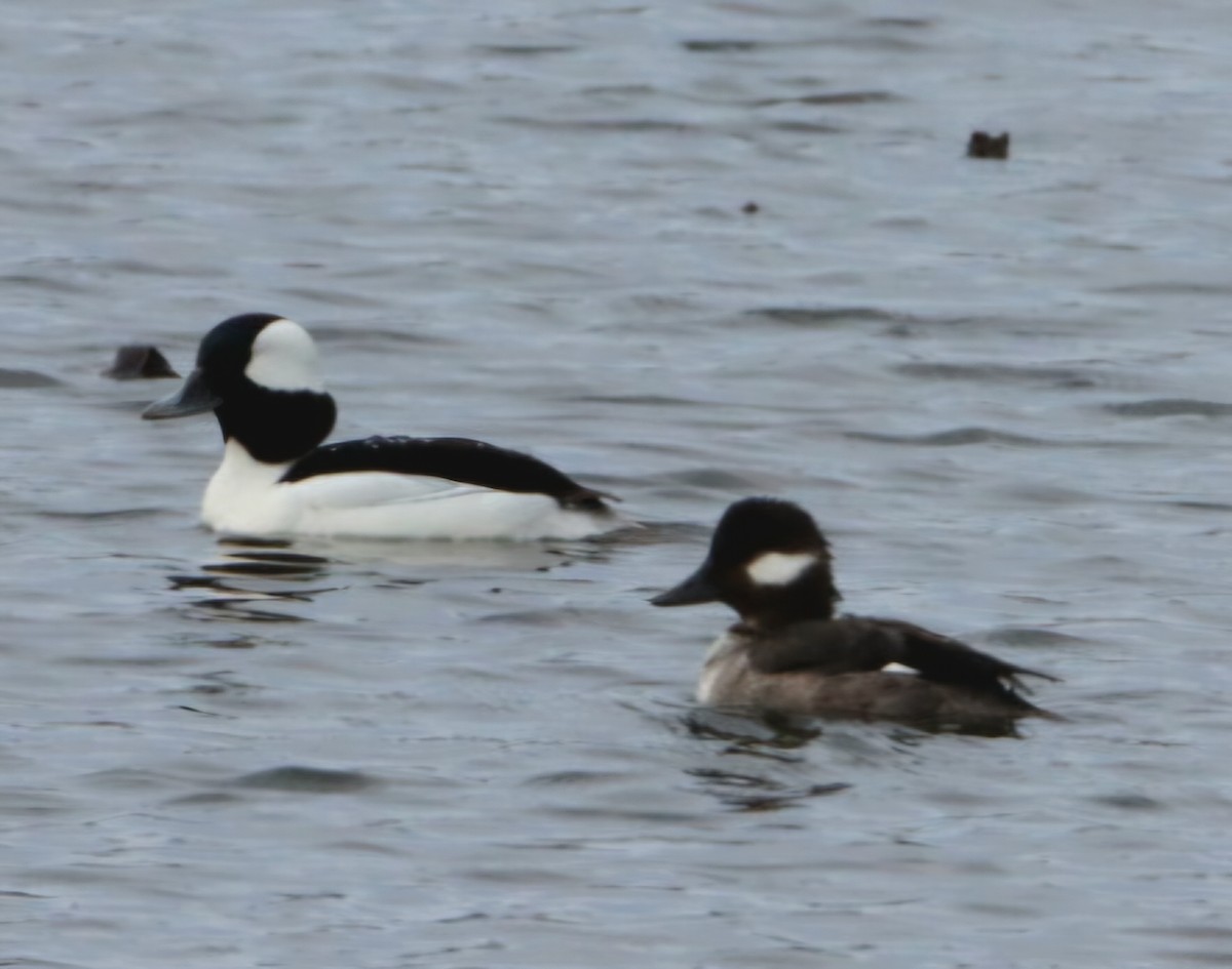 Bufflehead - ML632306517