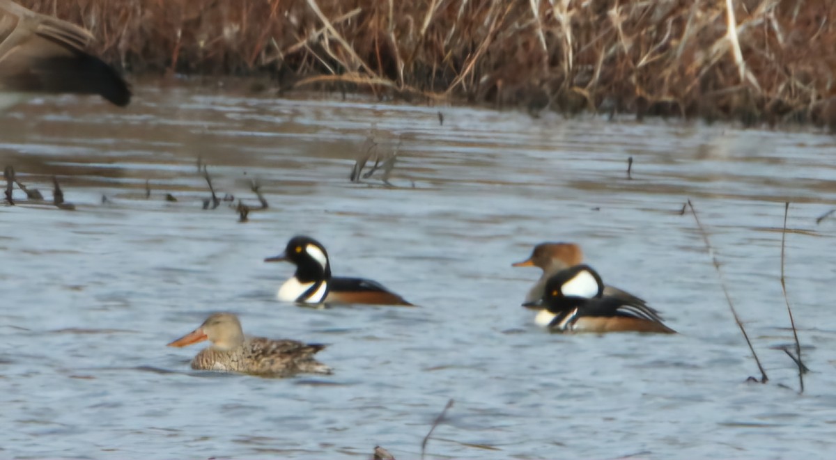 Hooded Merganser - ML632306529
