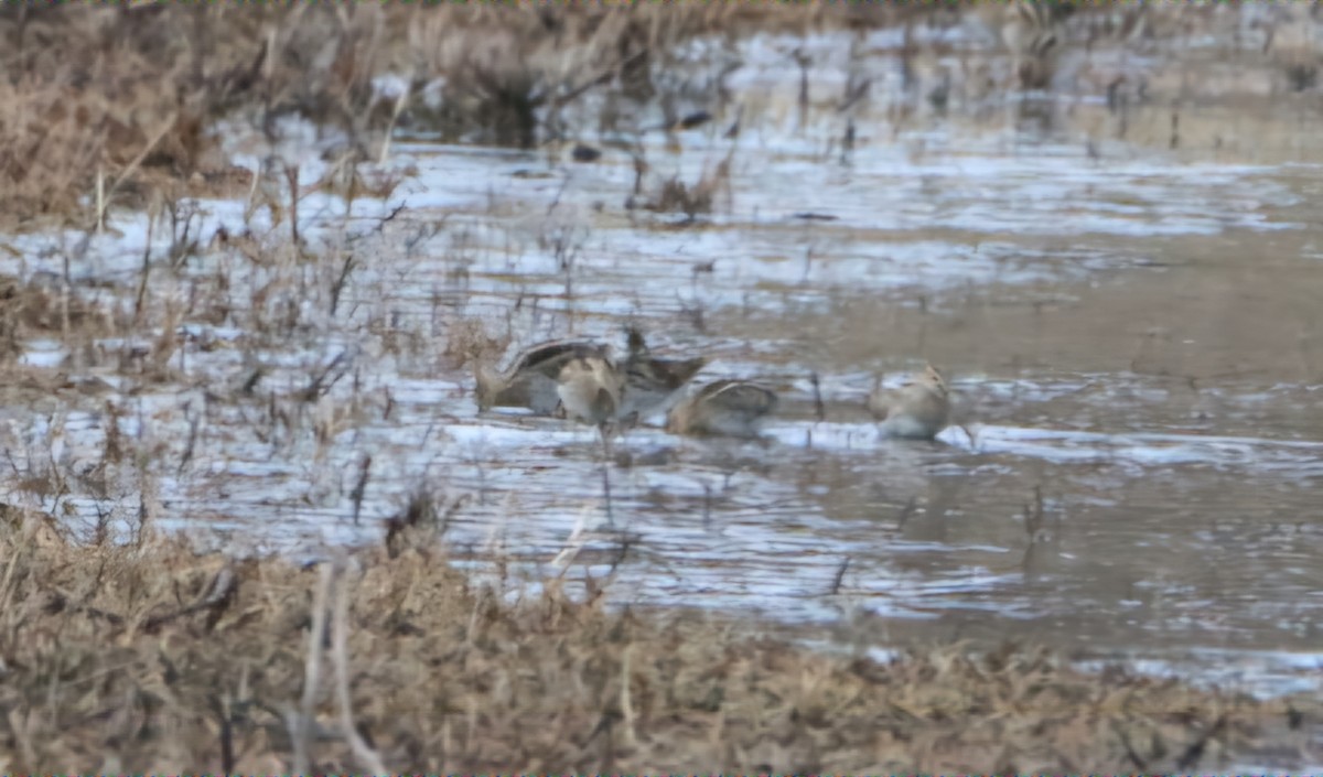Wilson's Snipe - ML632306535