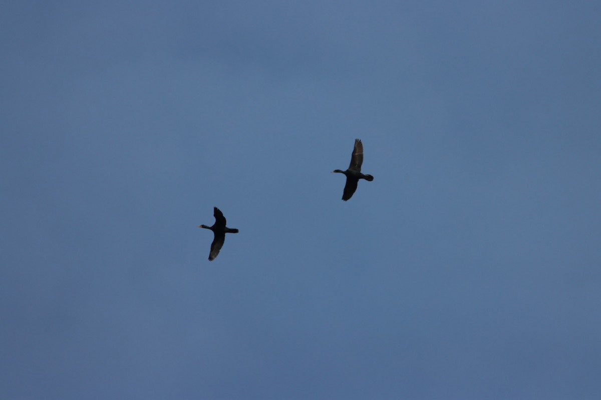 Double-crested Cormorant - ML632306547