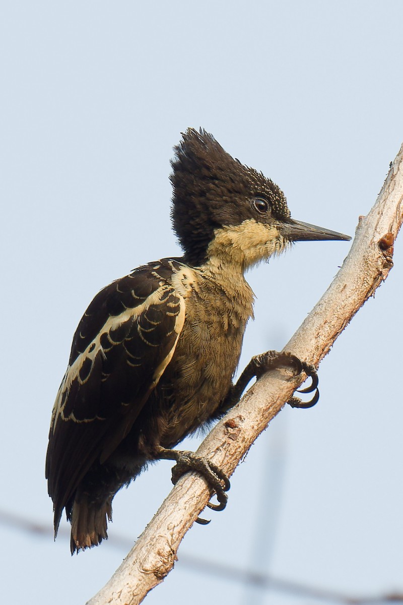Heart-spotted Woodpecker - ML632306559