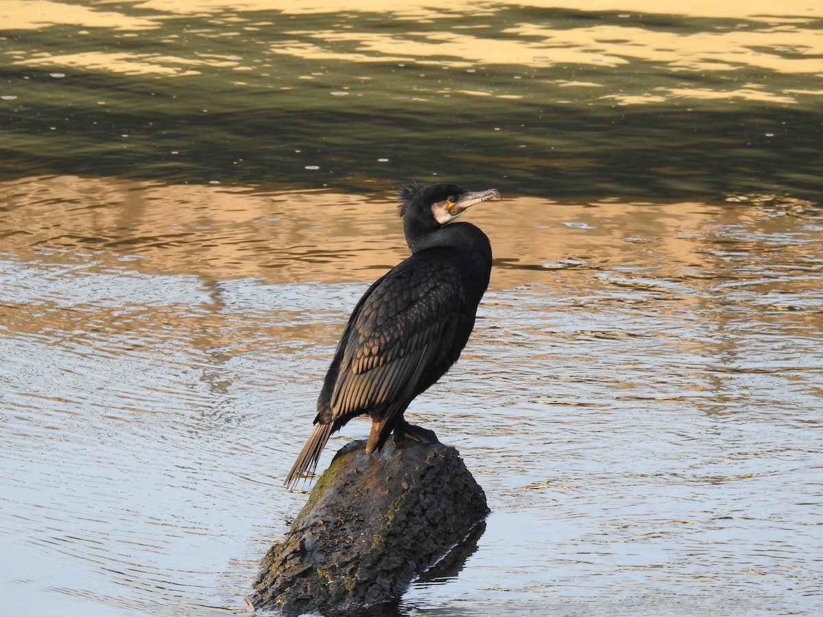 Cormorano - ML632306619