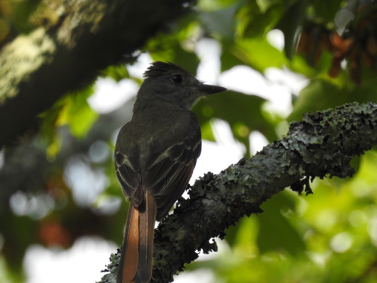 Great Crested Flycatcher - ML63230671