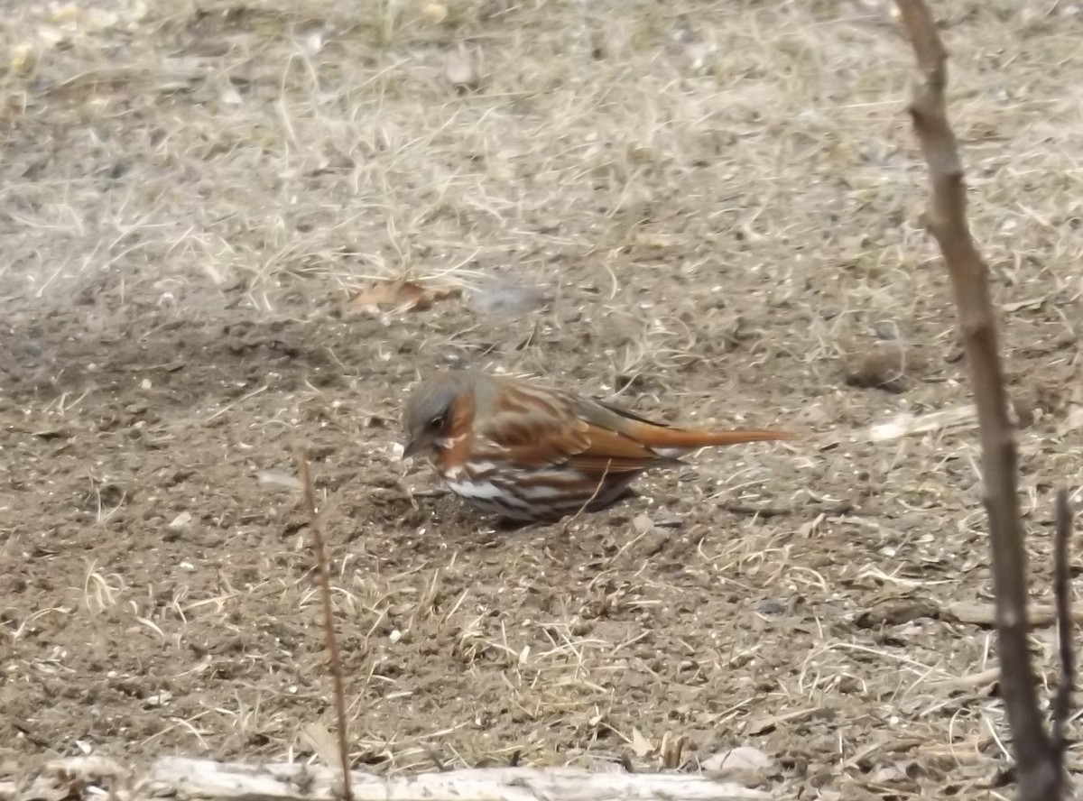 strnadec kaštanový - ML632306752