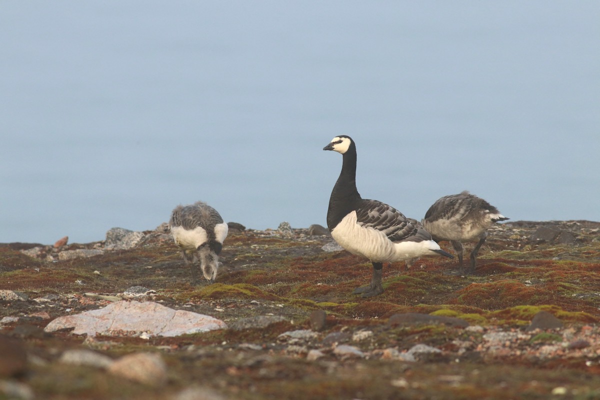 Barnacle Goose - ML632306817