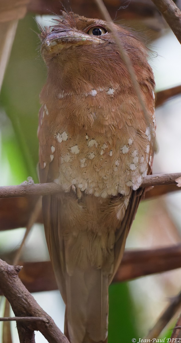 Sri Lanka Frogmouth - ML632306835