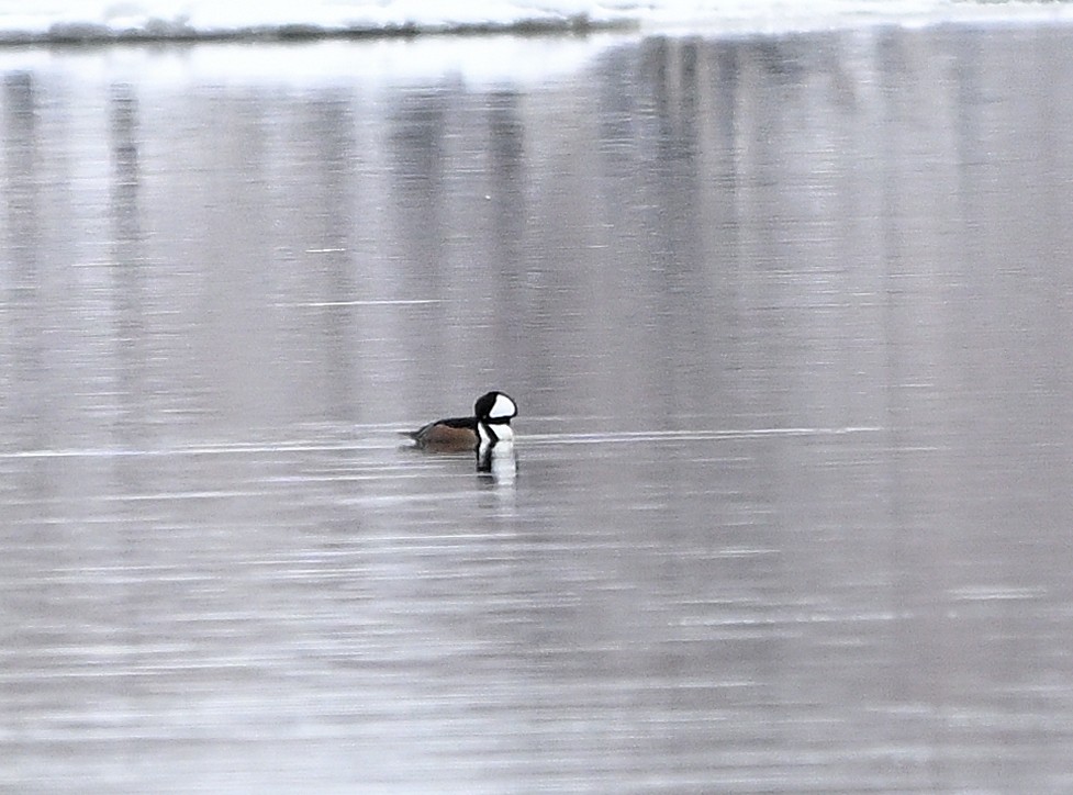 morčák chocholatý - ML632306977