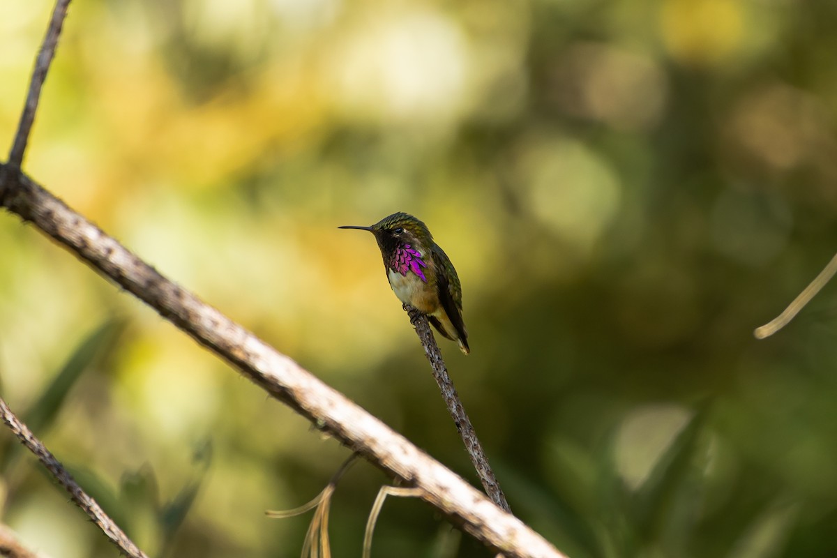 Wine-throated Hummingbird - ML632307036