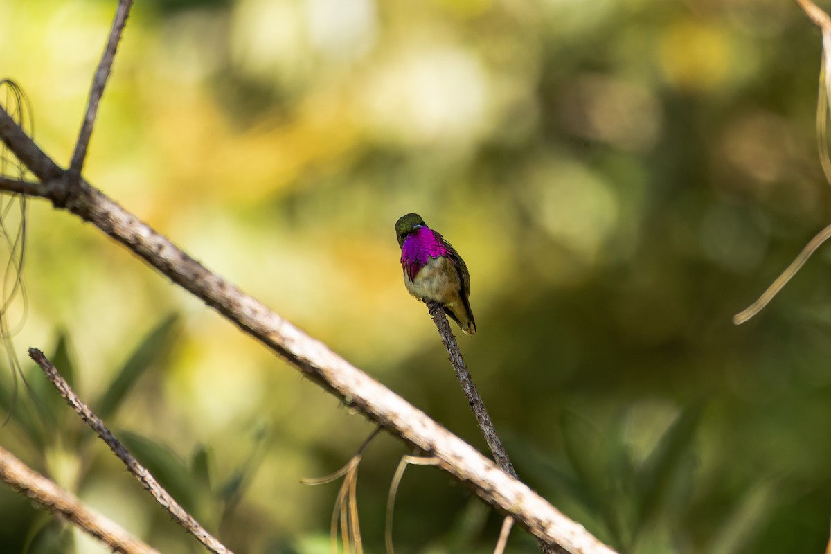 Wine-throated Hummingbird - ML632307037