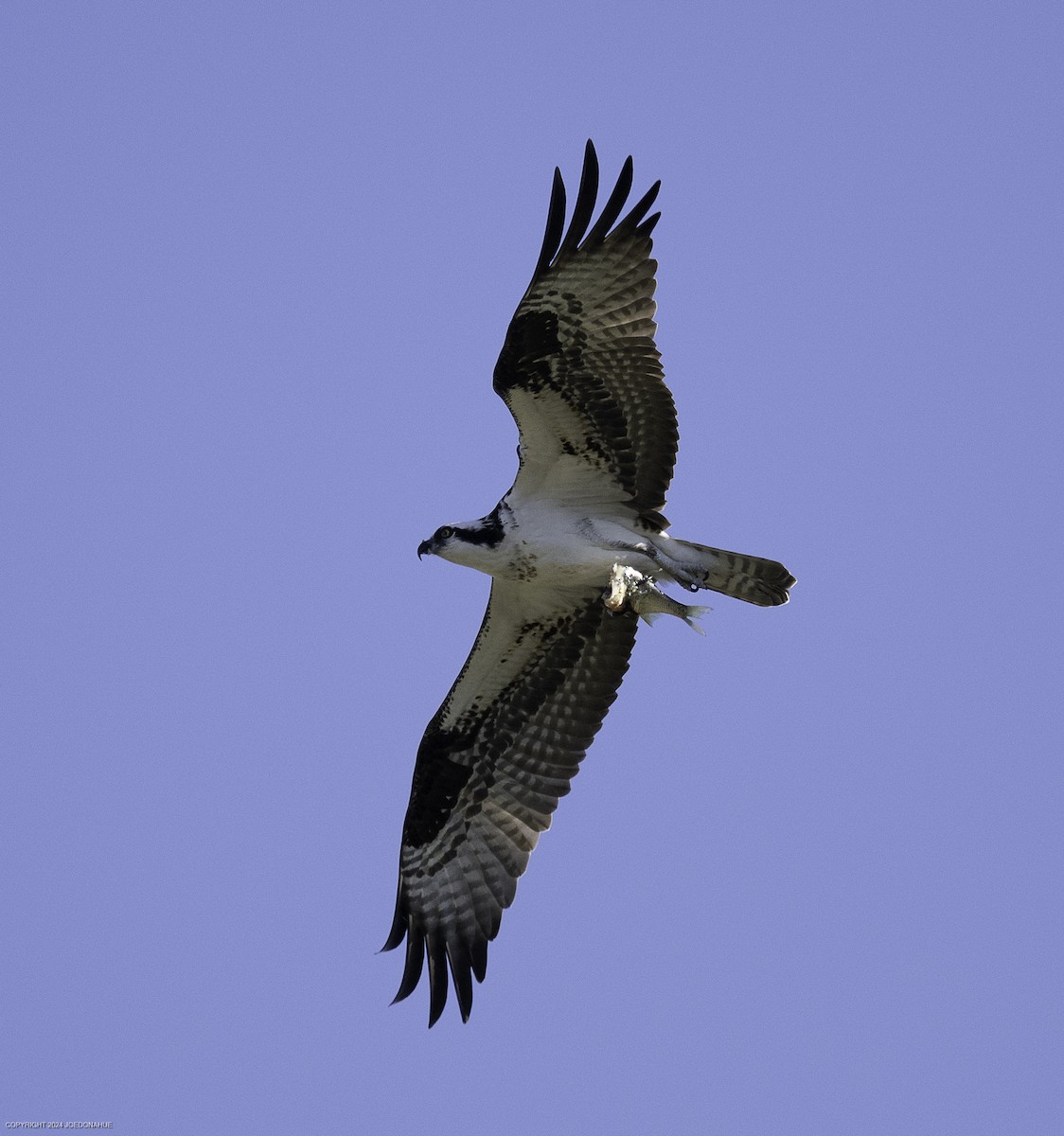 Osprey - ML632307072