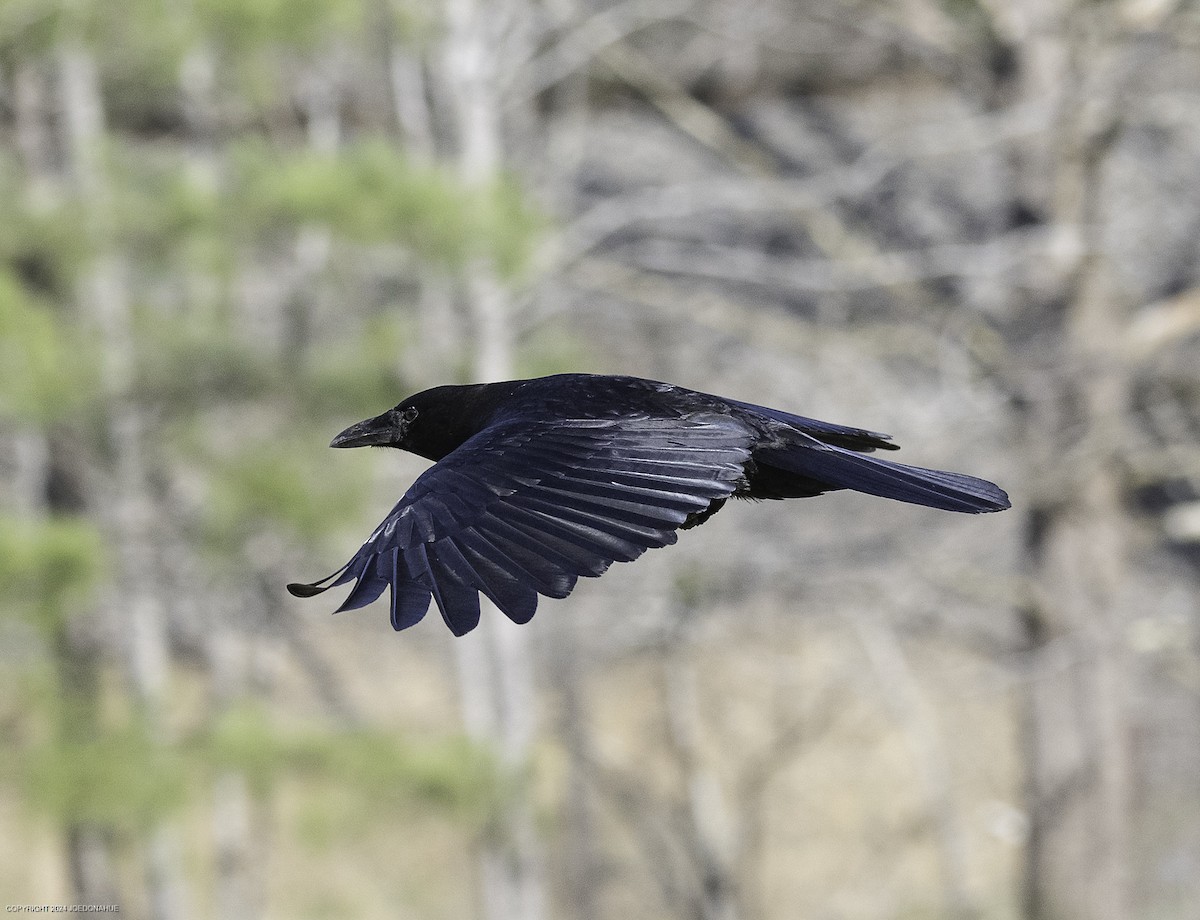 American Crow - ML632307081