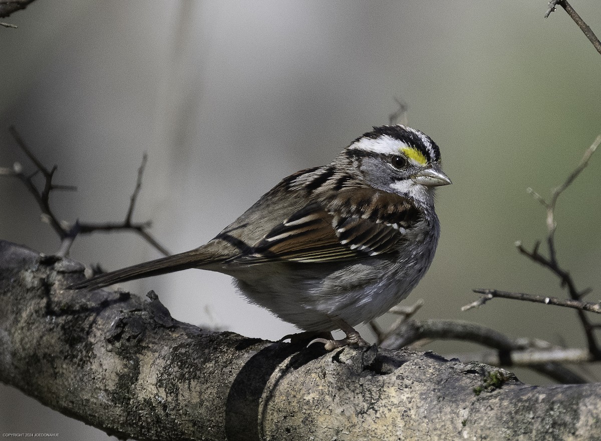 White-throated Sparrow - ML632307117