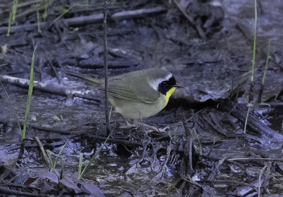 Common Yellowthroat - ML632307123