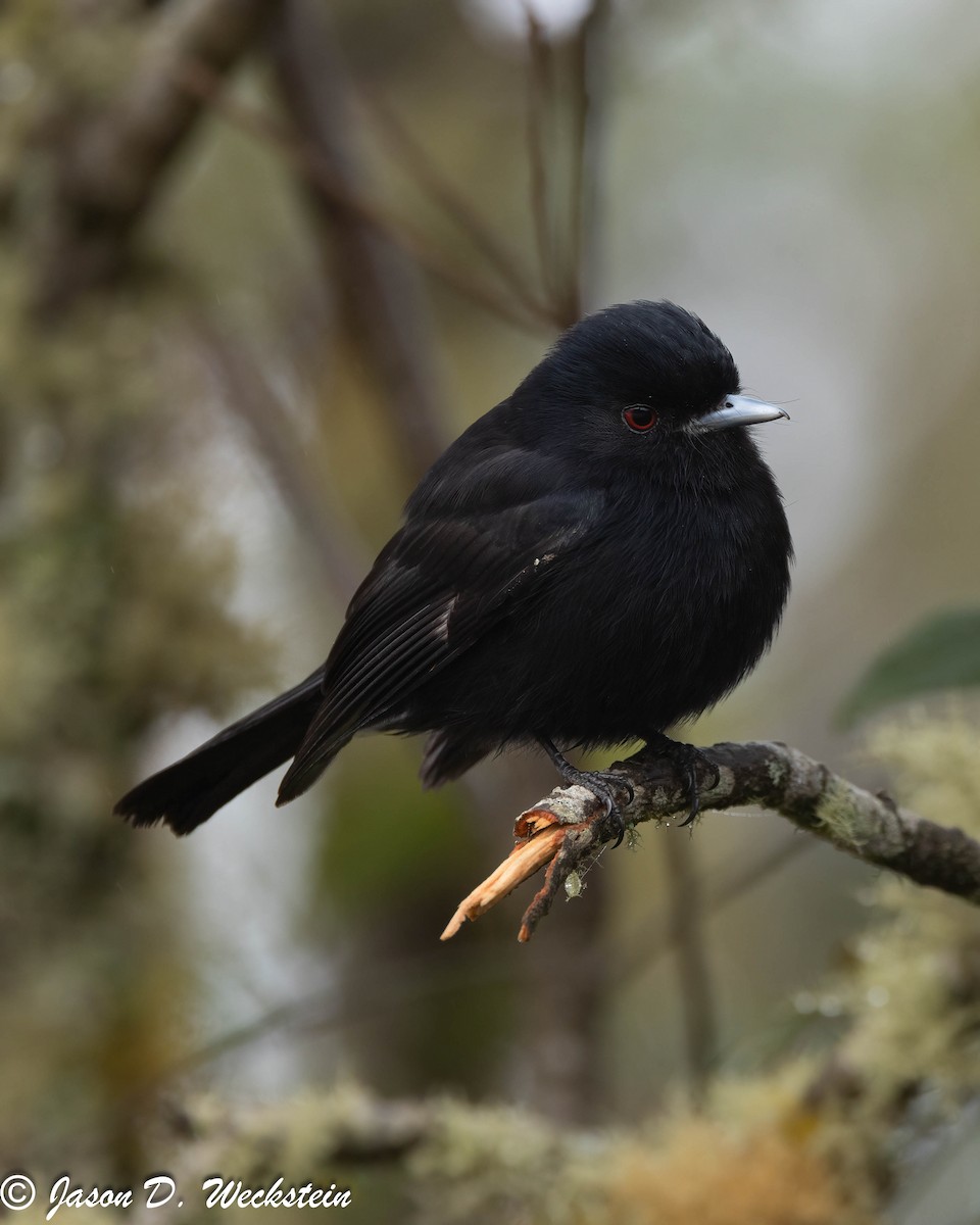 Blue-billed Black-Tyrant - Jason Weckstein