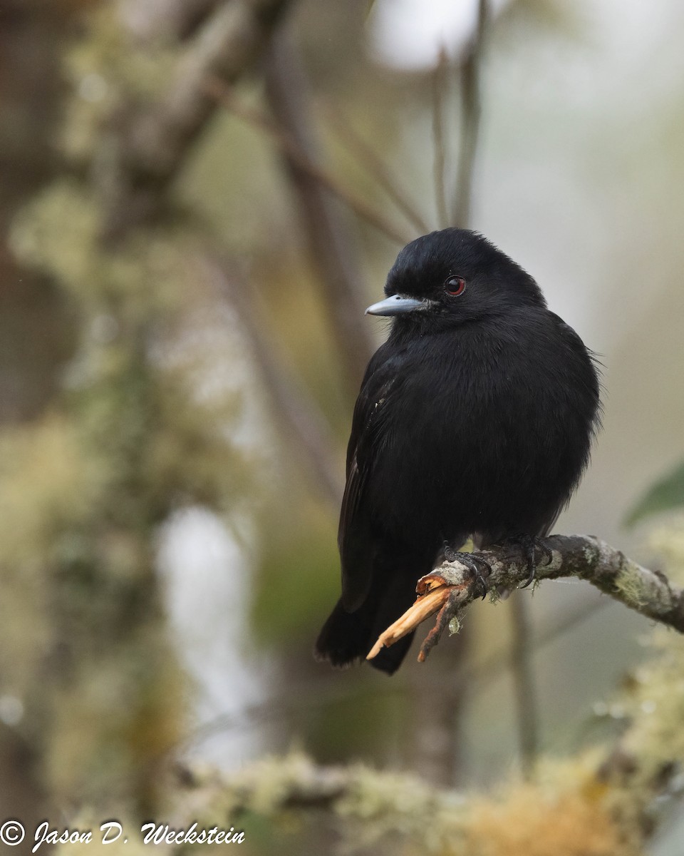 Blue-billed Black-Tyrant - Jason Weckstein