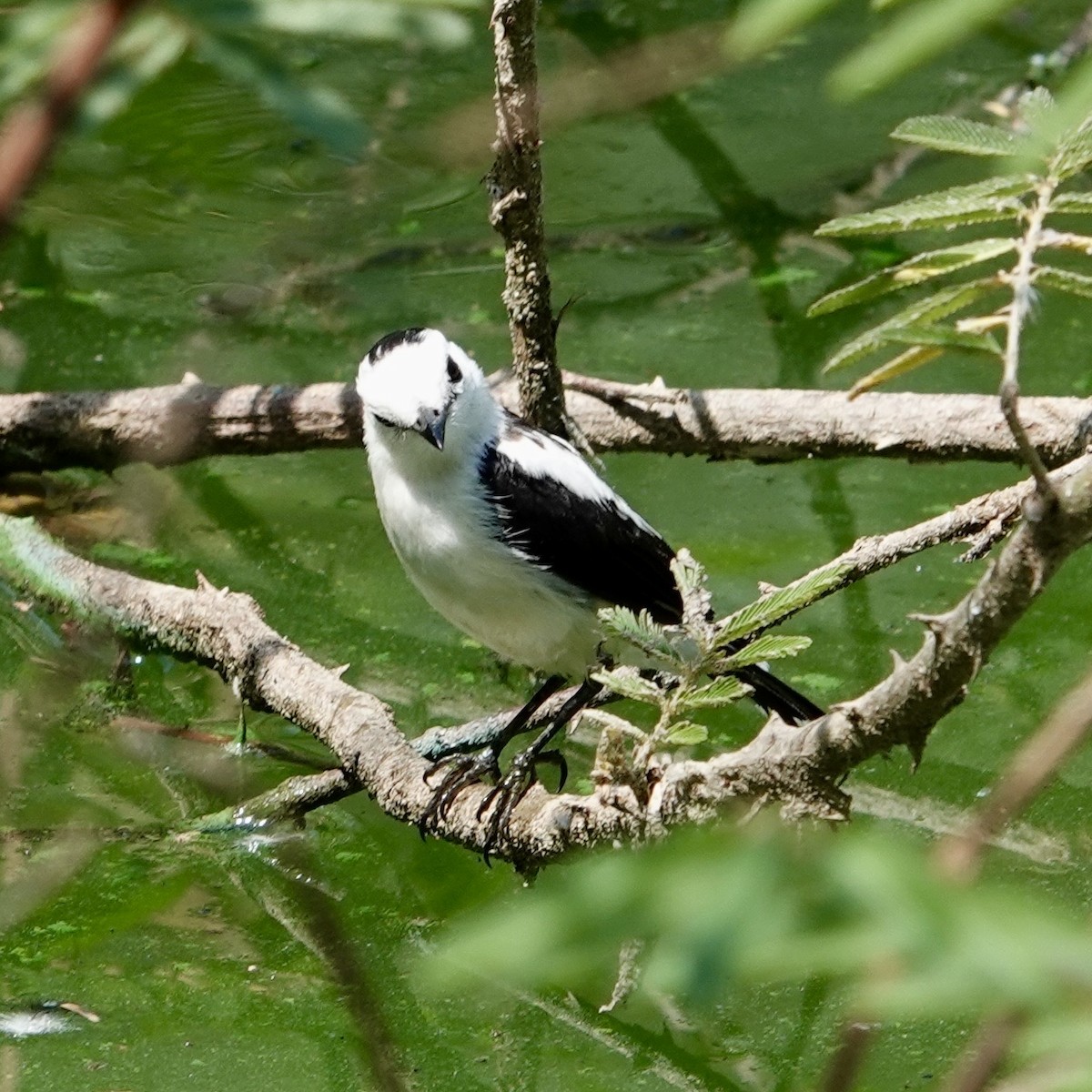 Pied Water-Tyrant - ML632307252