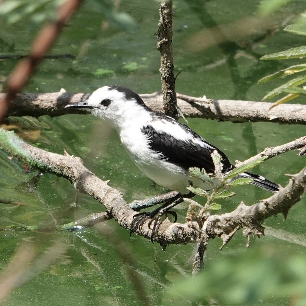 Pied Water-Tyrant - ML632307253