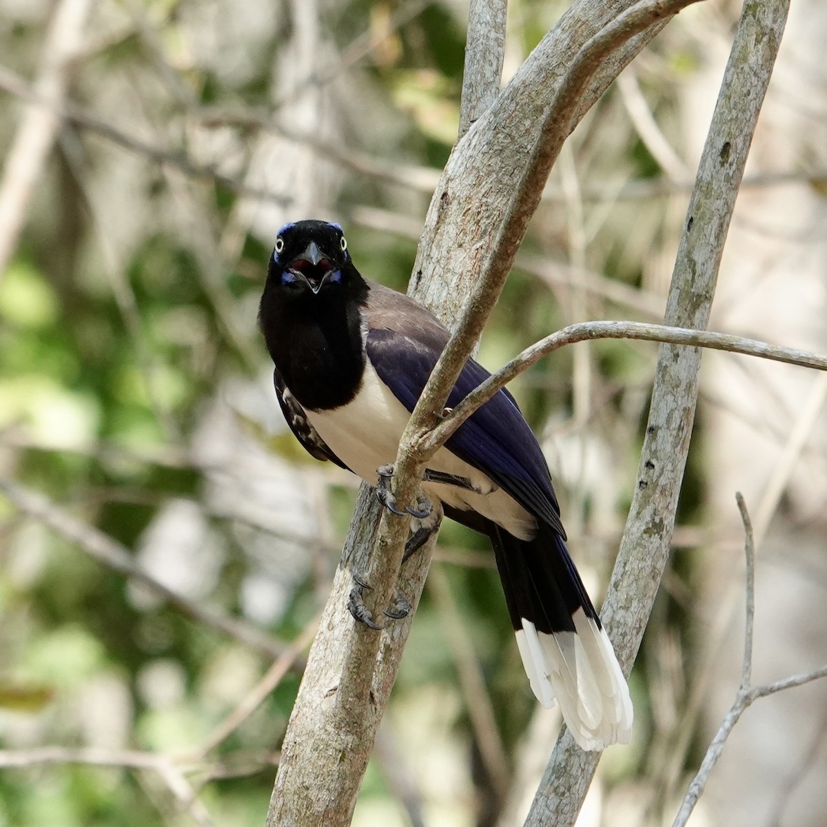 Black-chested Jay - ML632307318