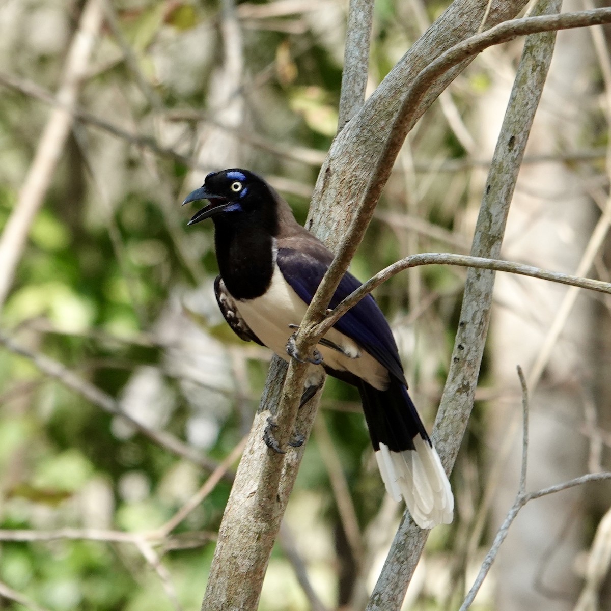 Black-chested Jay - ML632307319
