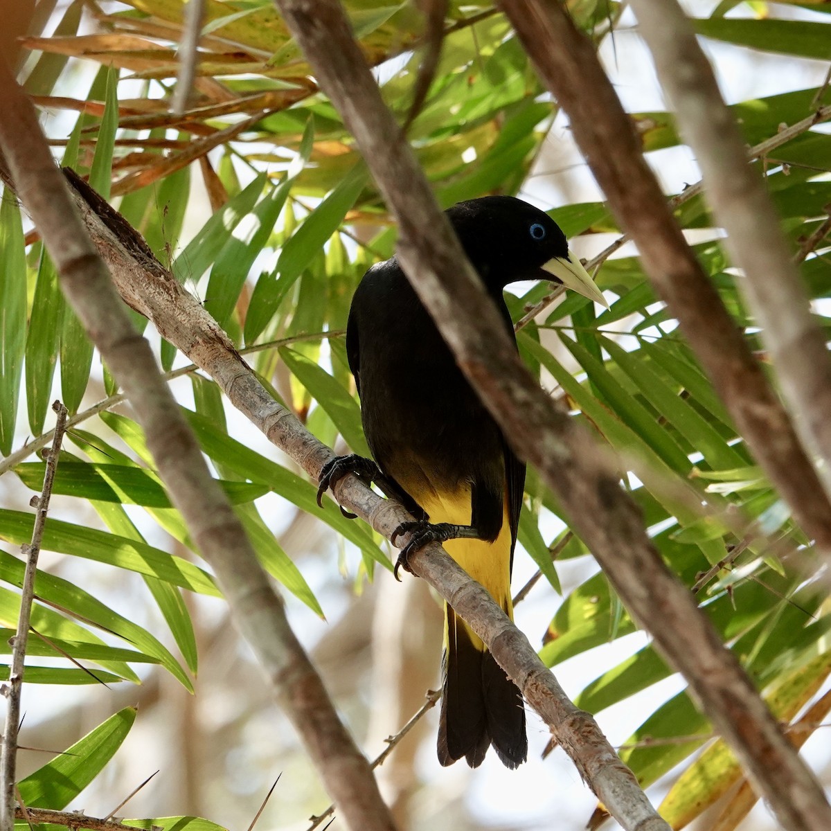 Yellow-rumped Cacique - ML632307354