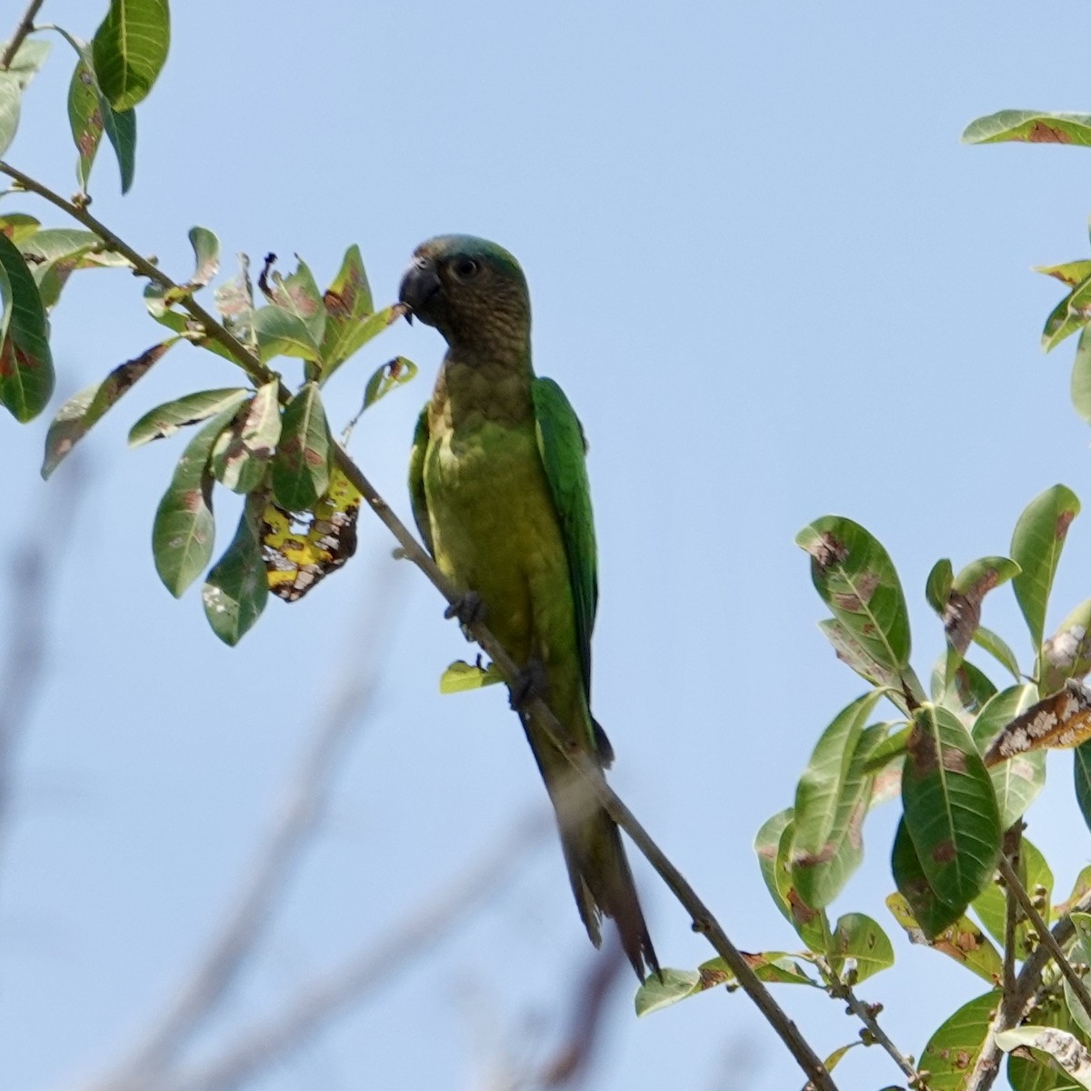 aratinga hnědohrdlý - ML632307440