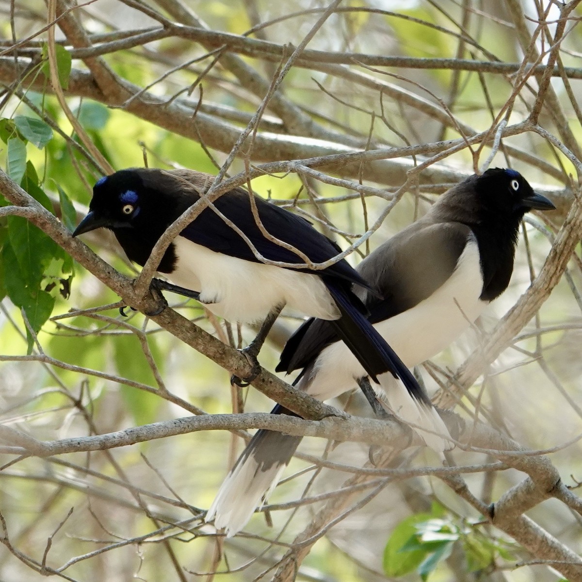Black-chested Jay - ML632307447