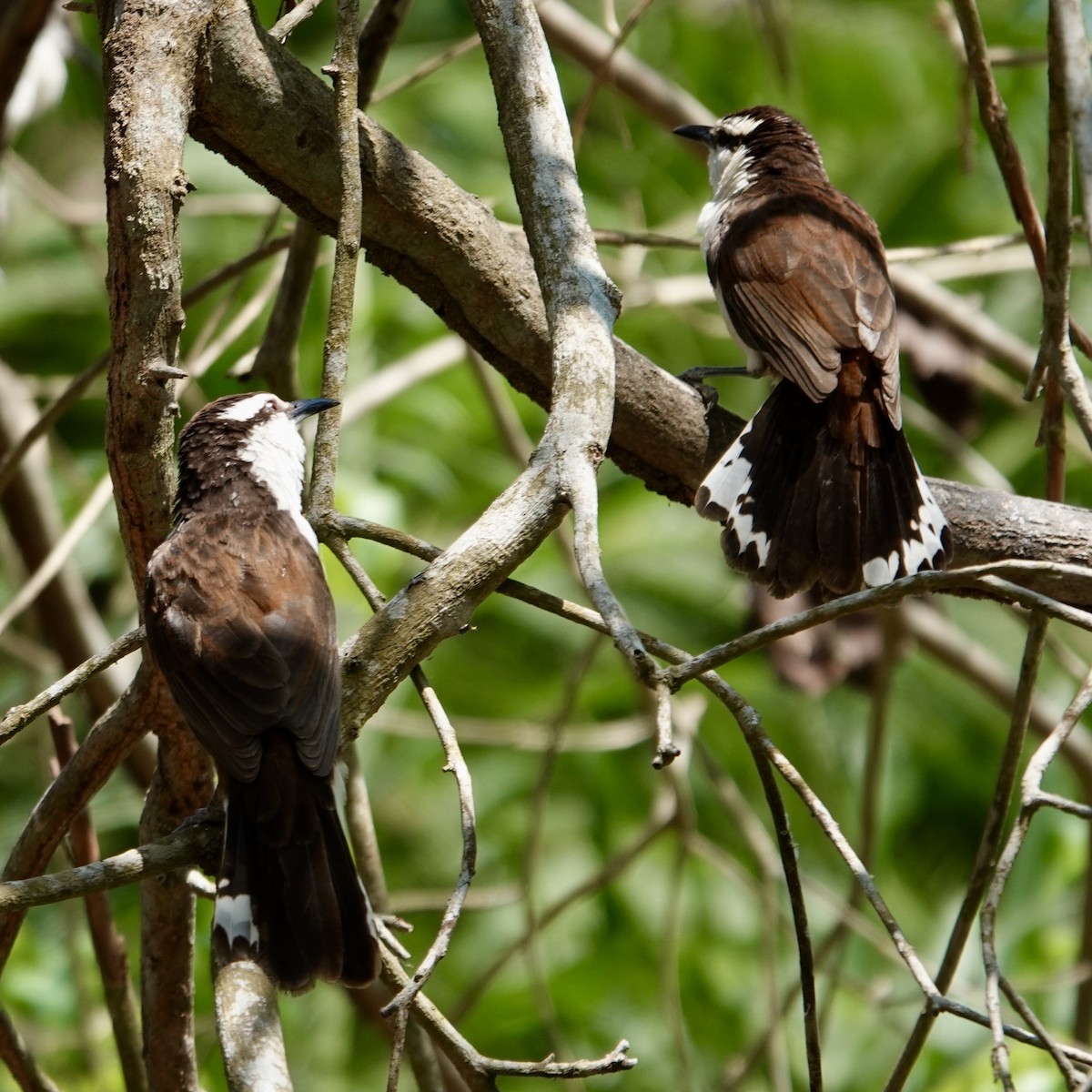 Bicolored Wren - ML632307526