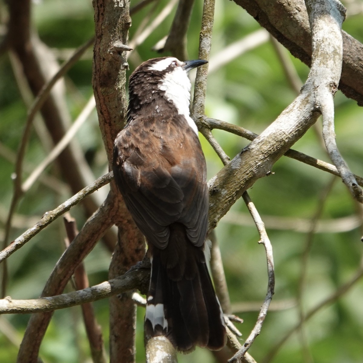 Bicolored Wren - ML632307527