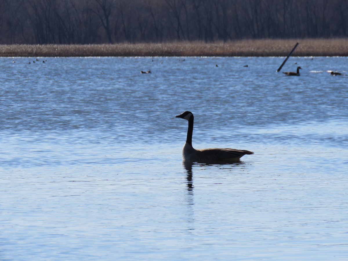 Canada Goose - ML632307603
