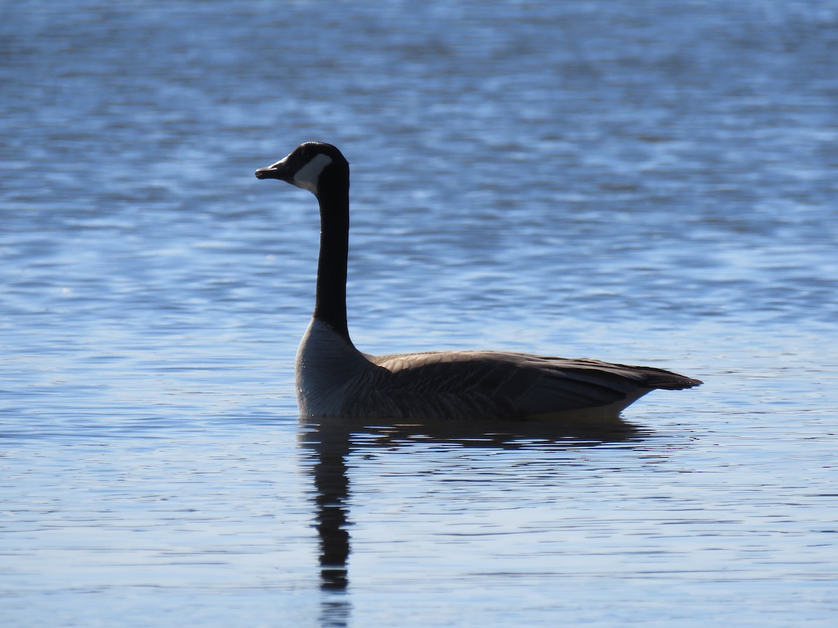 Canada Goose - ML632307664