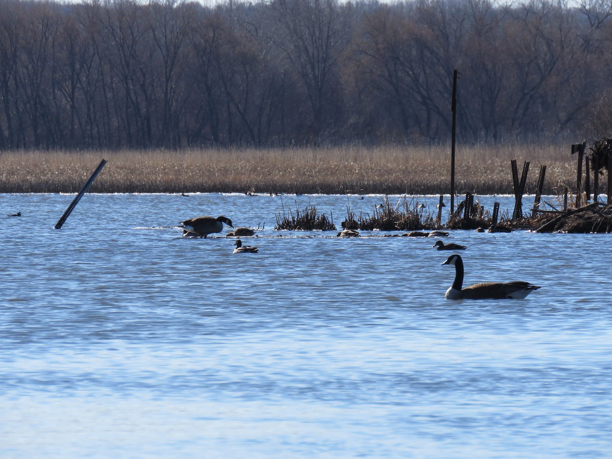 Canada Goose - ML632307723
