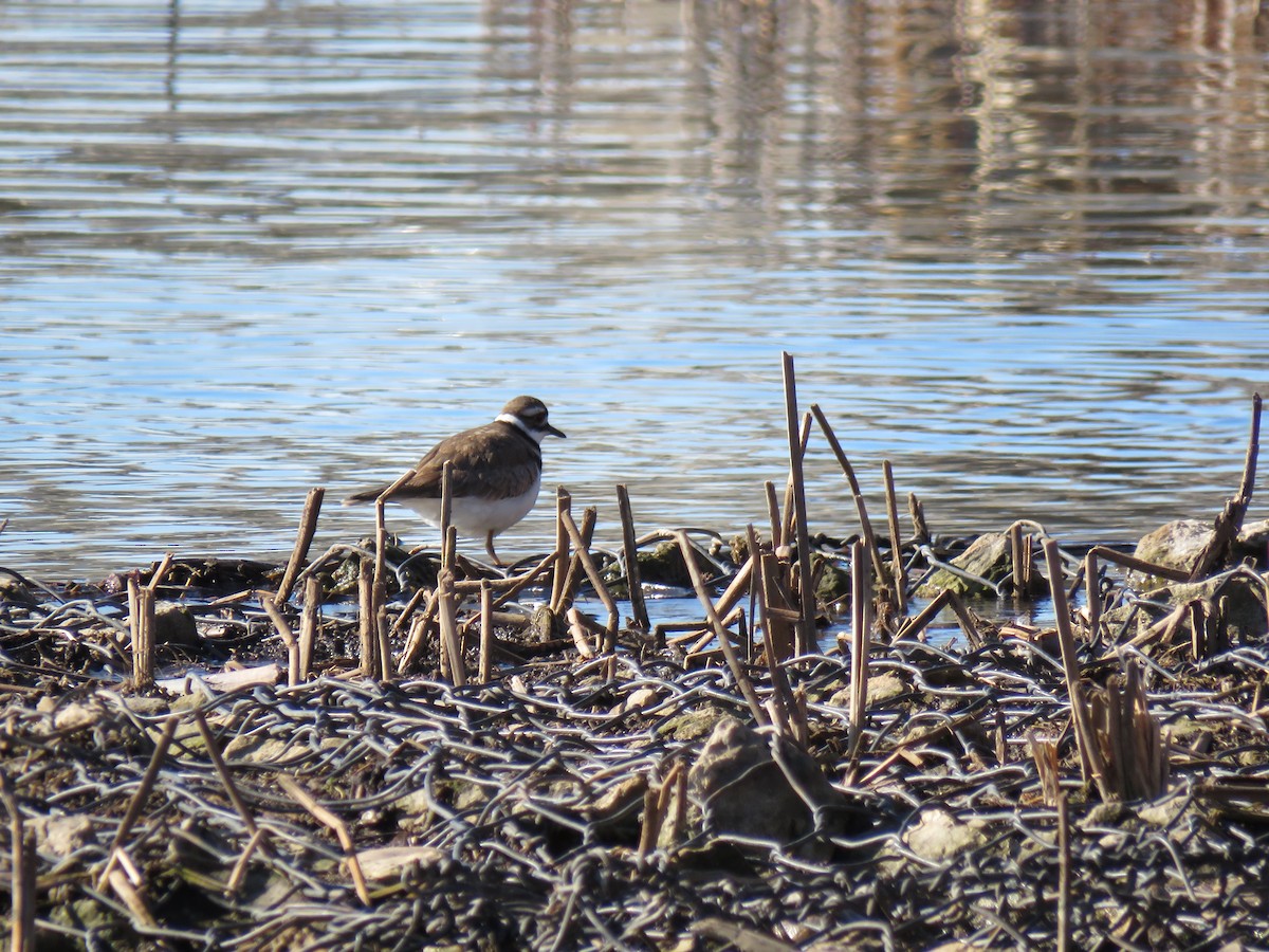 Killdeer - ML632307892