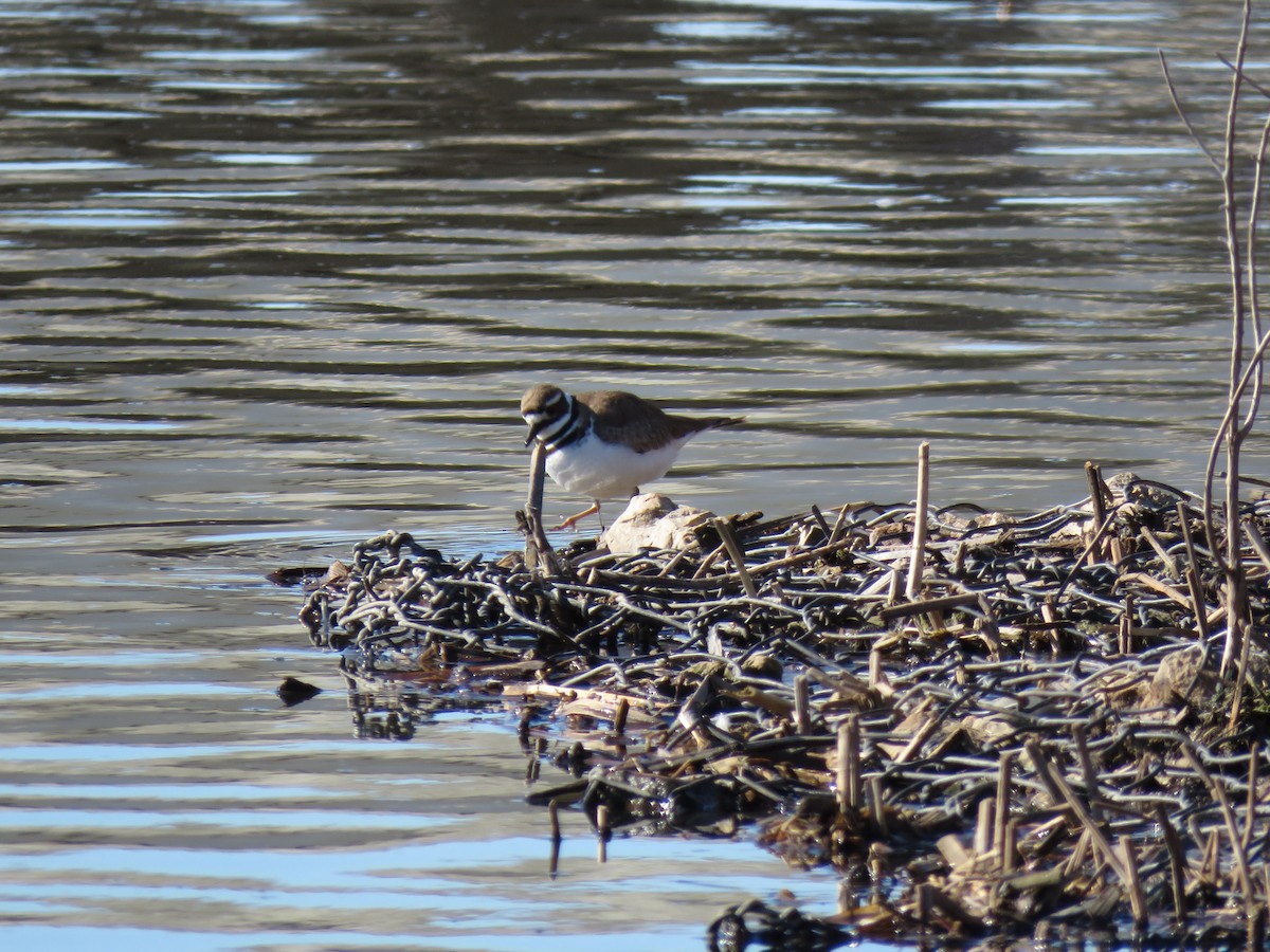 Killdeer - ML632307915