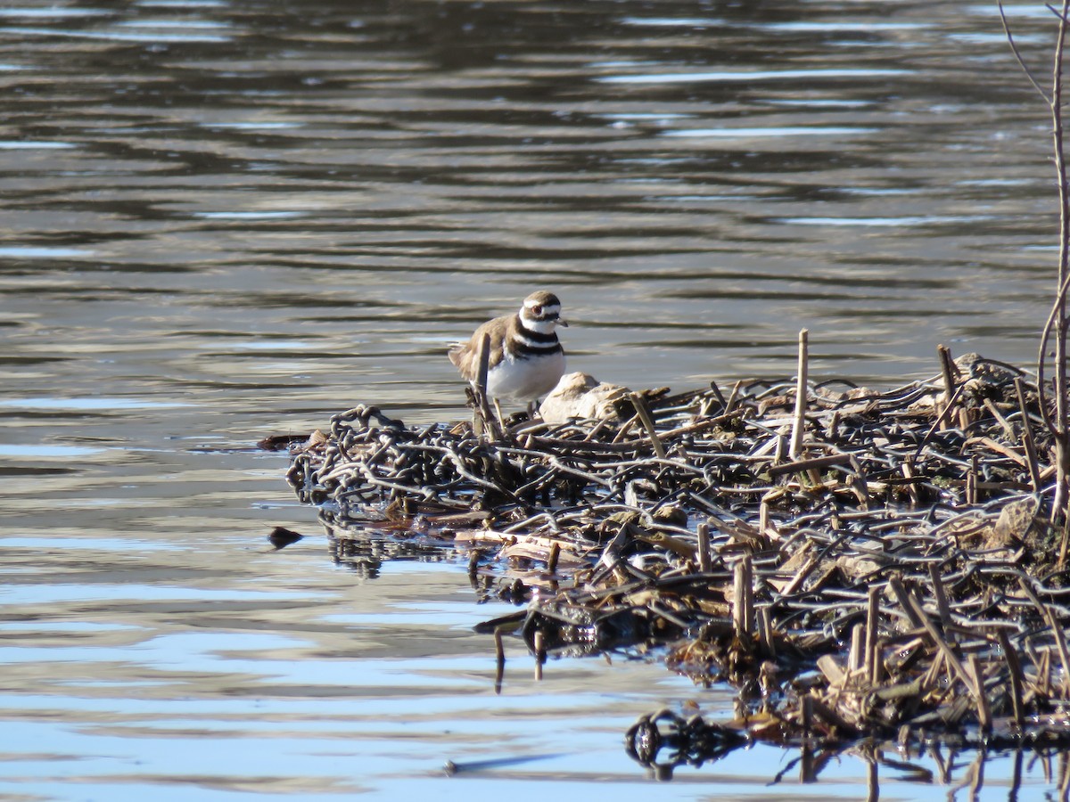 Killdeer - ML632307955