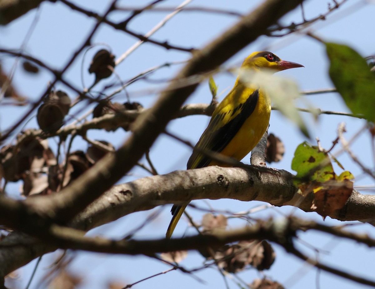 African Golden Oriole - ML632308148