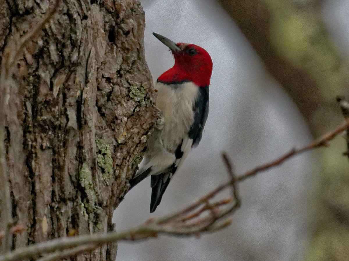 Red-headed Woodpecker - ML632308214