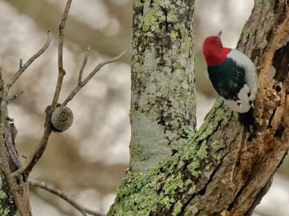 Red-headed Woodpecker - ML632308215