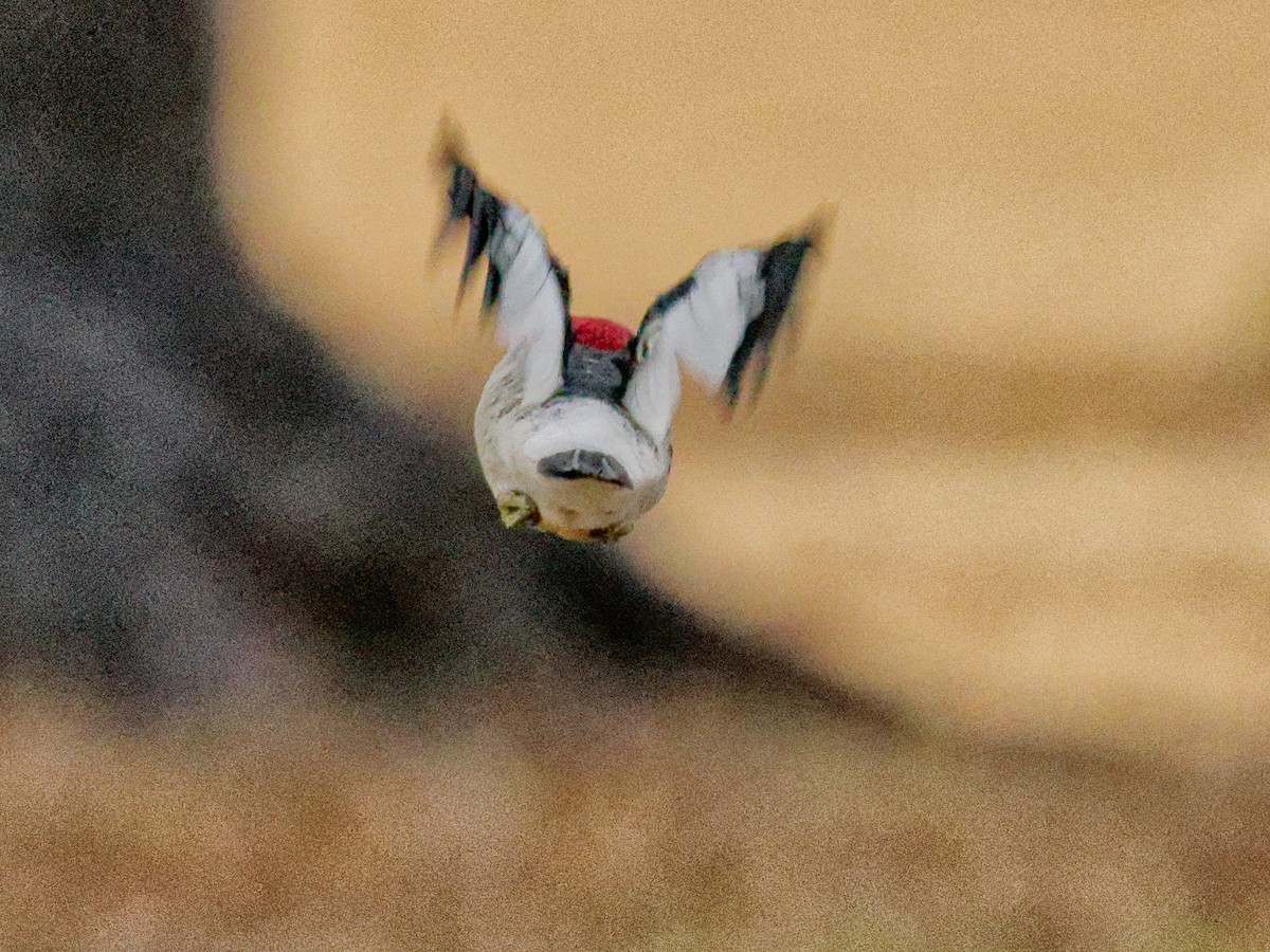 Red-headed Woodpecker - ML632308216
