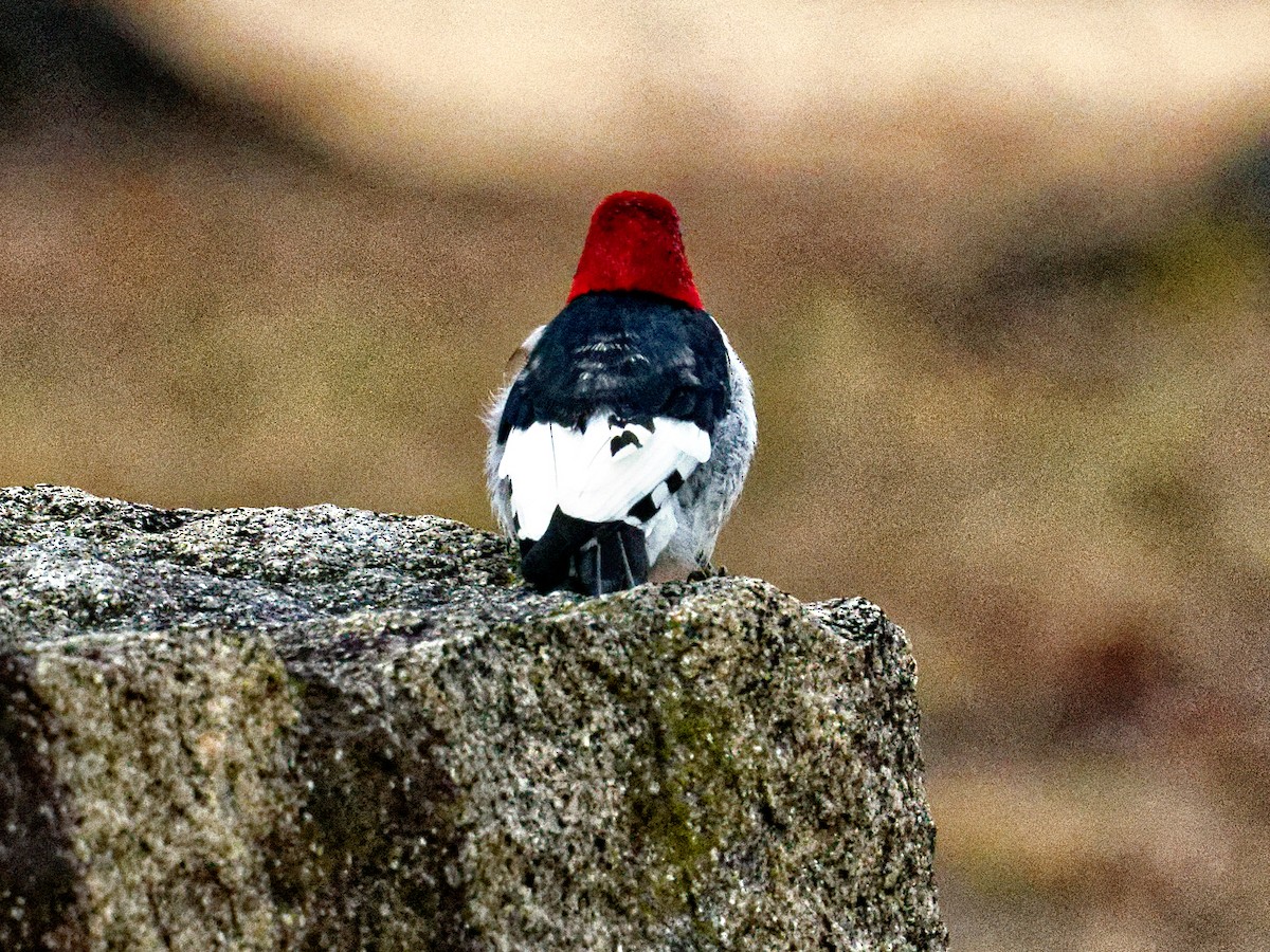 Red-headed Woodpecker - ML632308218