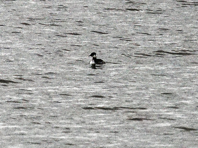 Ухаа шунгуур - ML632308229